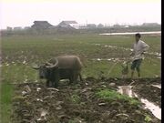 Rice farmer with water buffalo in a paddy in Guangdong.