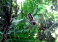 Golden Silk-Orb Spider, one of the most common arthropods in Venezuela