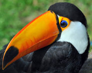 Tucano-toco, ave símbolo do Brasil, em Paraty, Rio de Janeiro.