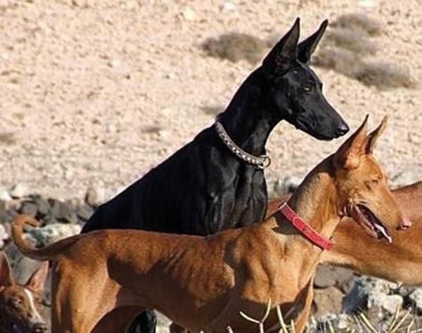 Anubis sales pharaoh hounds