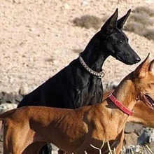 doberman anubis
