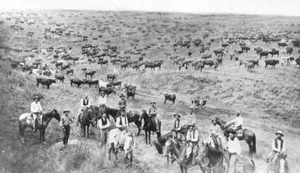 Viehtreiben auf "Texas Art" Neu Versailles 1863