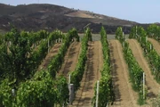 Vineyards in Calabria, Sicily - untouched by the fallout of Doomsday, these wines are favored by many in foreign markets