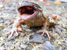Polliwog