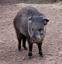 Peccary