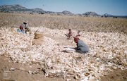 Pedi maize