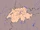 Location of Switzerland.png