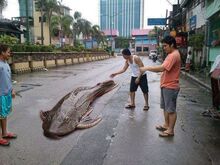 Fish big-janitor-fish-and-the-viewers-1382478695 b