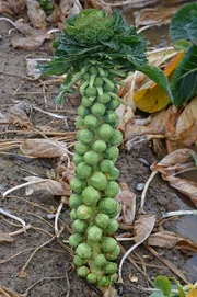 Brussels-sprouts-plant-277190 640