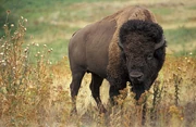 American bison k5680-1