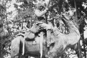 Indian Cameleer on Camel 1915