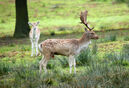 Fallow Deer herd