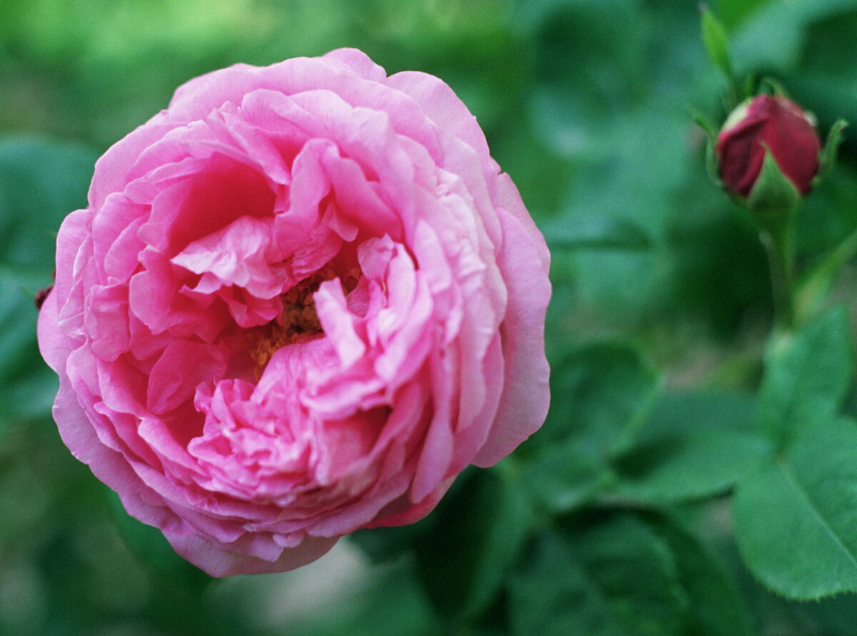 Fichier:Rosa Souvenir de la Reine dAngleterre 2019-06-06 0143.jpg - Wikipédia