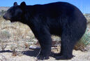 American Black Bear