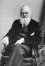 Alfred Russel Wallace (Naturalist)