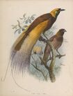 A monograph of the Paradiseidae or birds of paradise (Plate II) BHL44792765