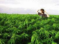 Weed Field