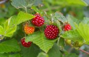 Domesticated Salmonberry