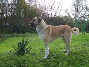 Anatolian Shepherd