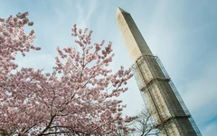 The New Washington Monument in the final phases of construction. One of the many cherry trees that had been planted in Torrington to recreate the look of the original National Mall can also be seen in the photo.
