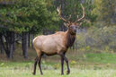 Elk