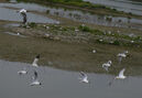 Black-Headed Gulls on a sunken former Highway