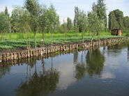 Chinampas in the old part of the city