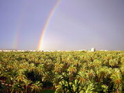 Palmeral de Elche, was inscripted in 2000 IOTL