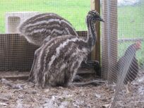 Raising-emu