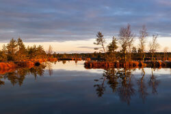 1280px-Kaselaug - Rabivere maastikukaitseala