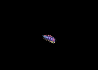 Pet1