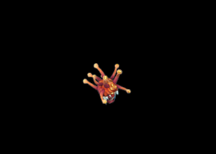 Pet50