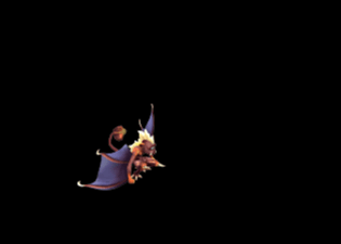 Pet11