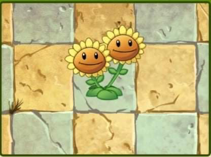 twin sunflower plants vs zombies