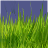 Meadow Grass Foreground