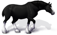 Clydesdale - Black Equippable size