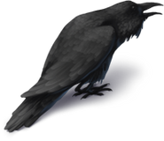 Cawing Harvest Crow - Black Equipped