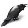 Cawing Harvest Crow - Pied