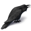 Cawing Harvest Crow - Black