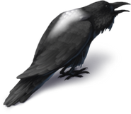 Cawing Harvest Crow - Pied Equipped