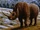 Woolly Rhinoceros