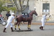 Kelsey & Joey doing the Horse Detour in Leg 3.