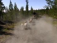 Katie performs the dog-sled Roadblock in the fourth leg.