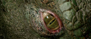 The Lizard's eye