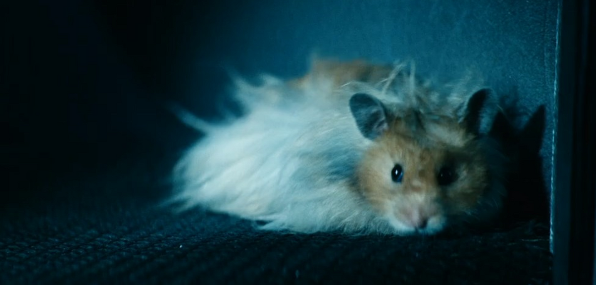 Syrian Hamster, Hamsters Wiki