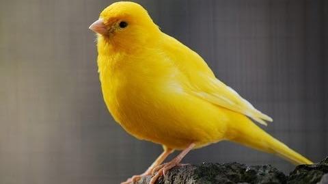 Canary_singing_~_Canary_Bird_song