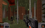 Jungle (12)