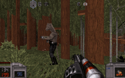 Jungle (11)