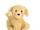 Apricot Poodle Puppy