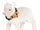 Posie the Lamb